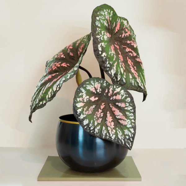 shop-painted-begonia-houseplant-vert-nook (1) shop-painted-begonia-houseplant-vert-nook