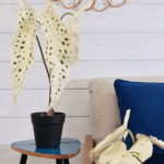 white begonia plant