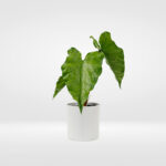 Artificial Zebrina Leaf Alocasia Plant – Visible Veins 15″H