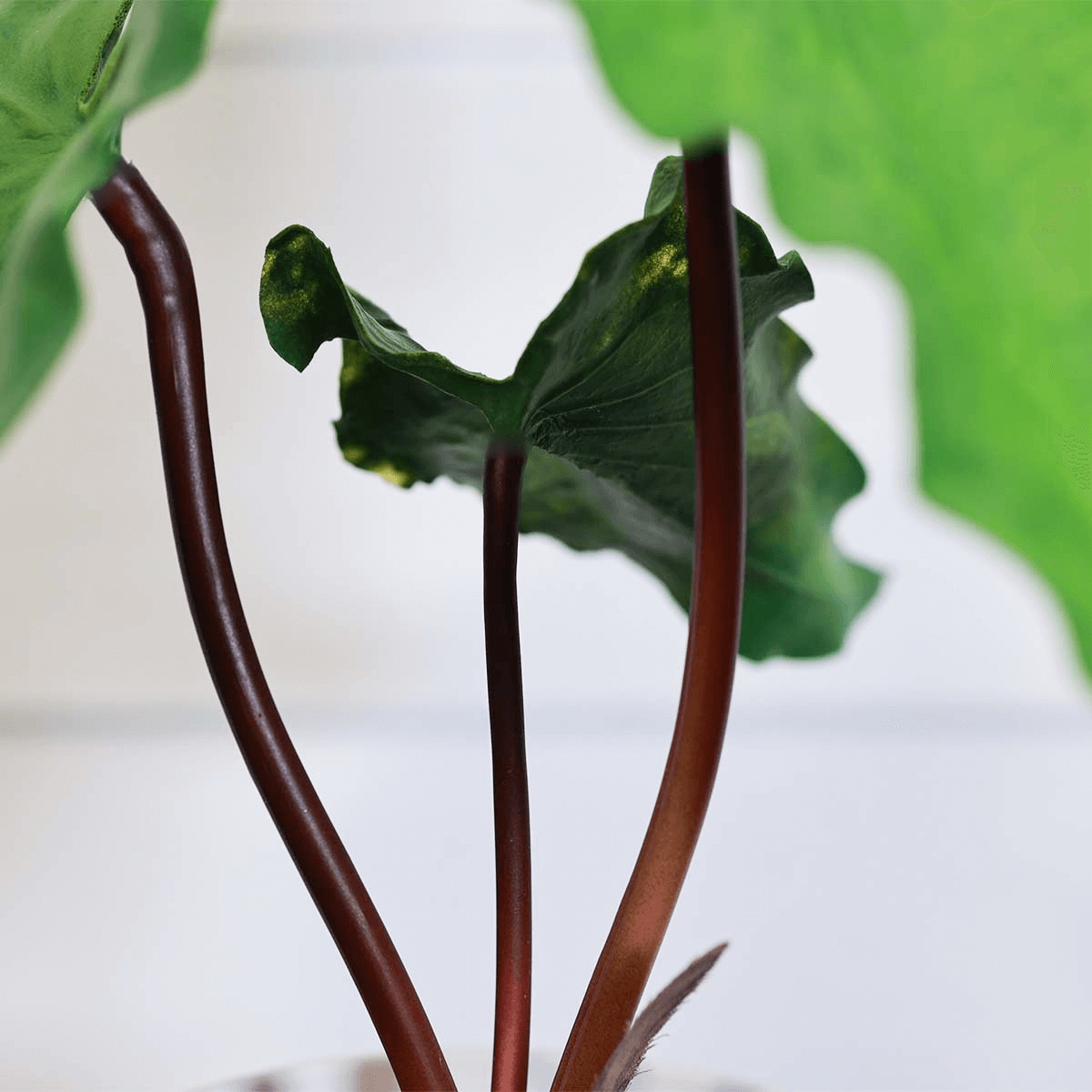 product-zebrina-plant-stems