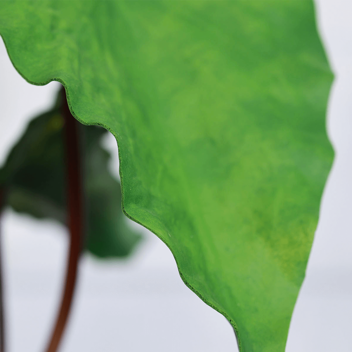 product-faux-zebrina