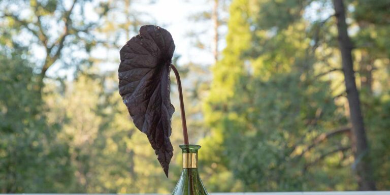 Plants That Don't Need Sunlight Vert Nook