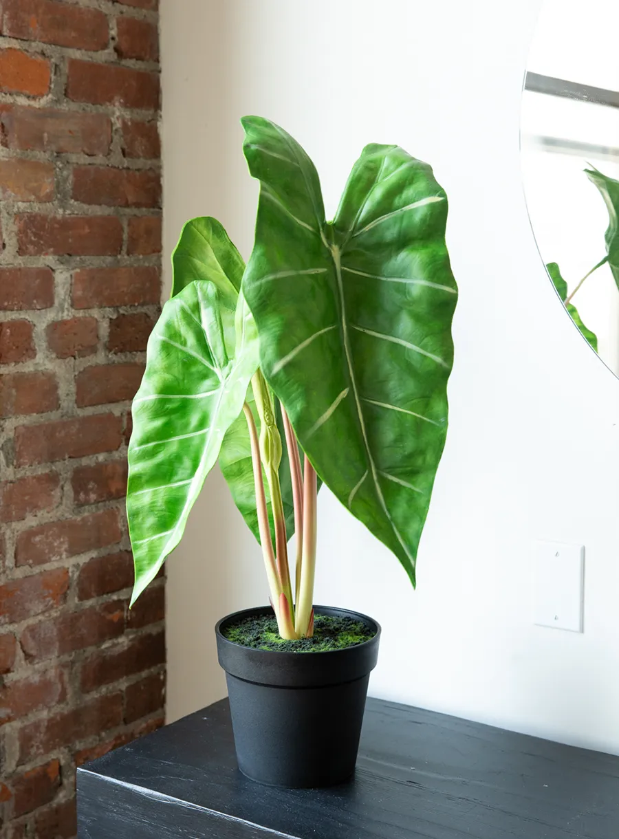 Artificial Plants catagory