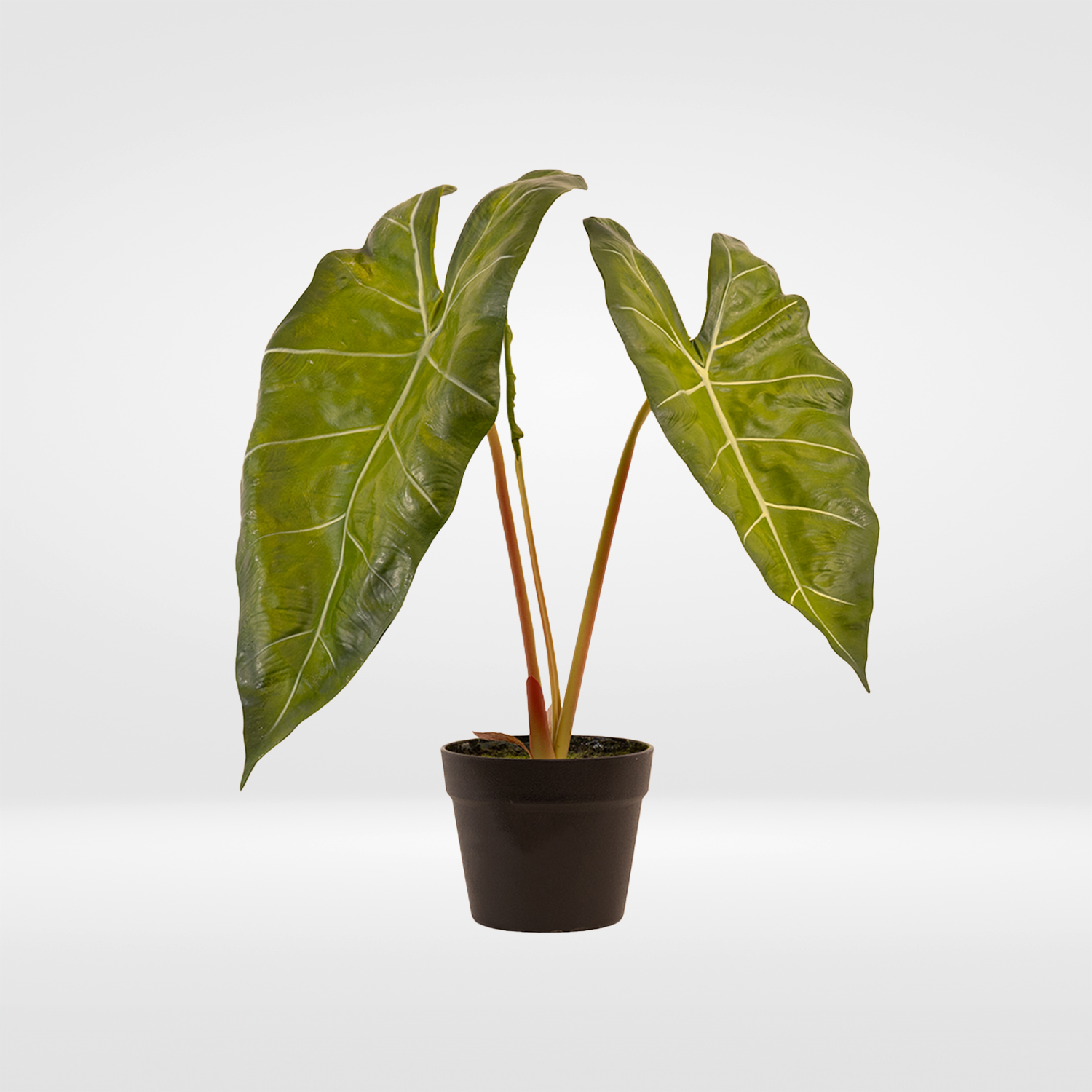 A106000041.gr A106000041.gr