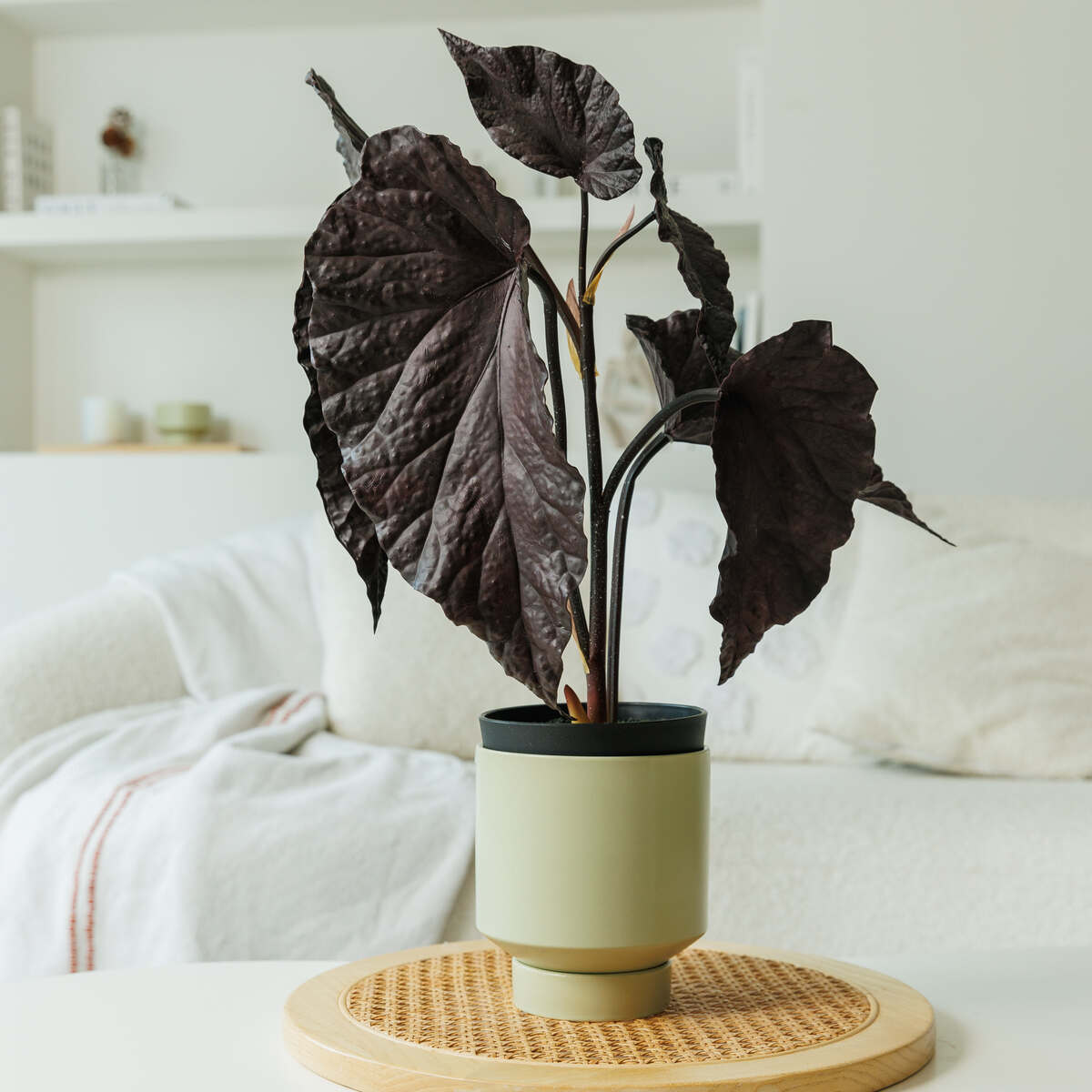 A106000043.bk & A106900007.gr Copy