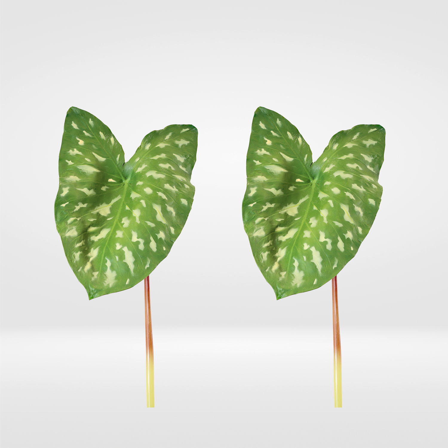 A106000086.gr 2 A106000086.gr 2