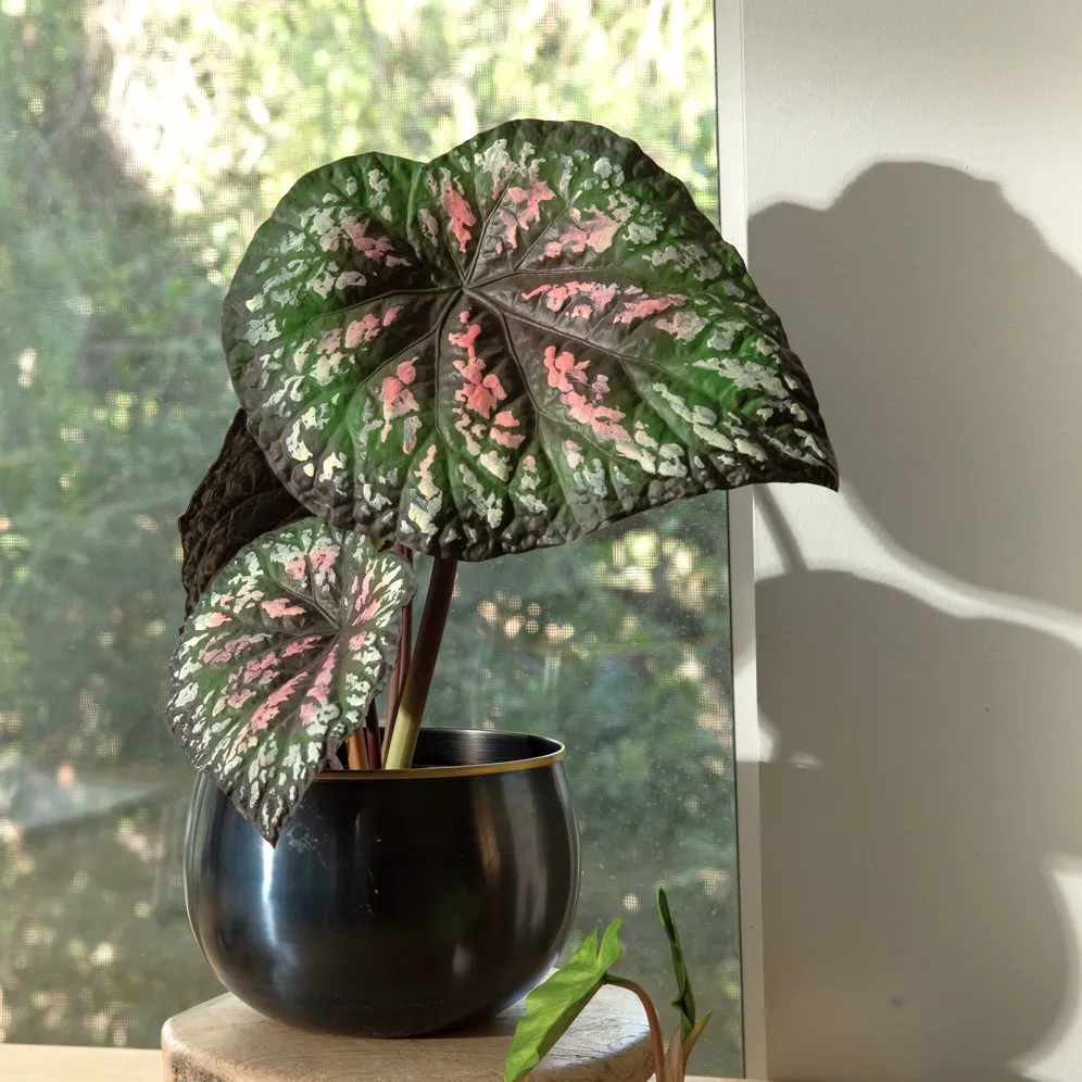 Img 1171 方形 Img 1171 方形