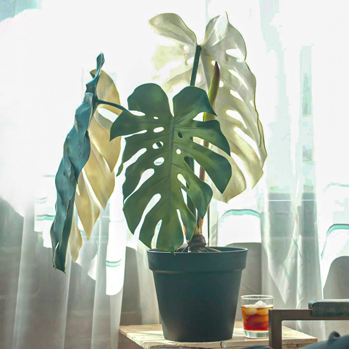 Variegated Leaf Monstera Vert Nook 2