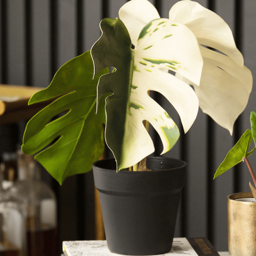 Variegated monstera plants