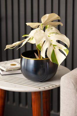 spotted monstera plant living room