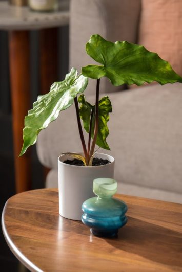 zebrina plant living room design